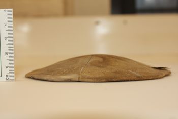 Media type: image;   Invertebrate Zoology ECH-7196 Description: Preserved specimen.;